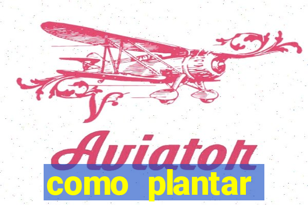 como plantar gergelim no vaso