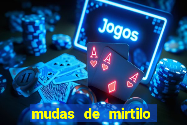 mudas de mirtilo em porto alegre