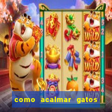 como acalmar gatos agitados a noite