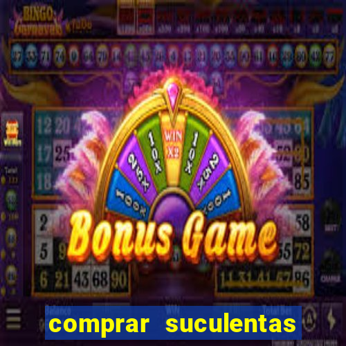 comprar suculentas direto do produtor