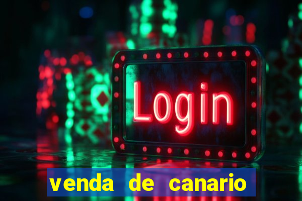 venda de canario belga bahia