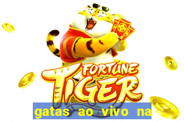 gatas ao vivo na web cam