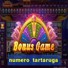 numero tartaruga jogo do bicho