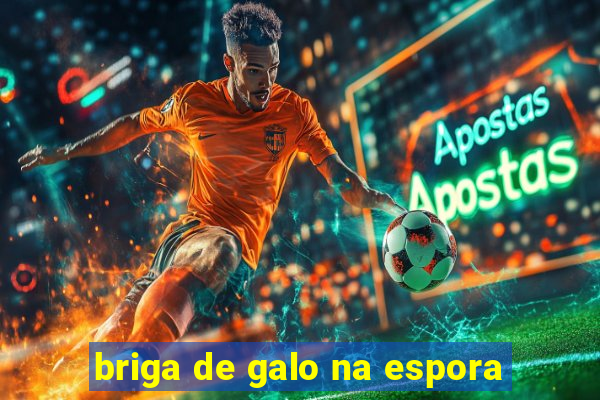 briga de galo na espora